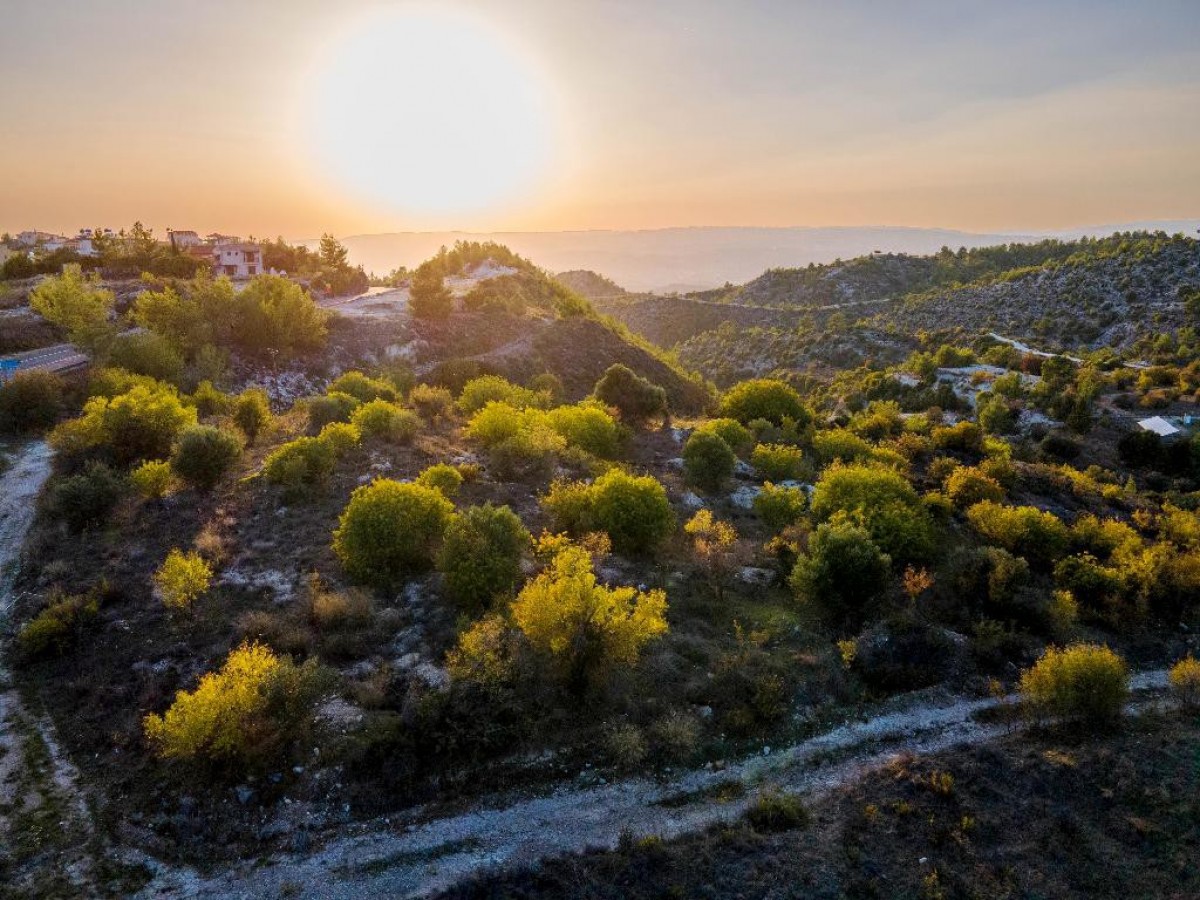 Field - Pentalia, Paphos