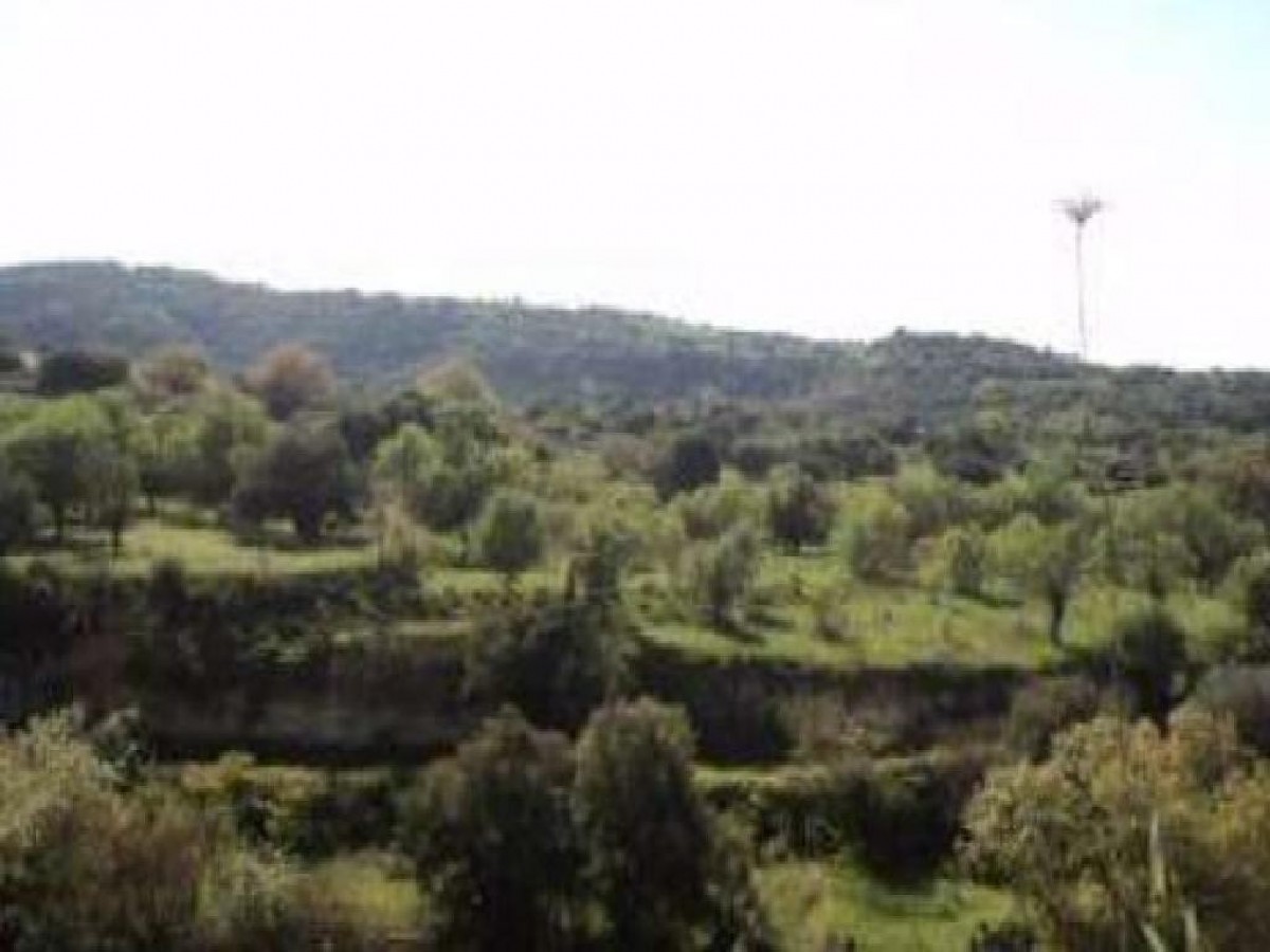 Lemona, Paphos Agricultural Land For Sale | DT1106