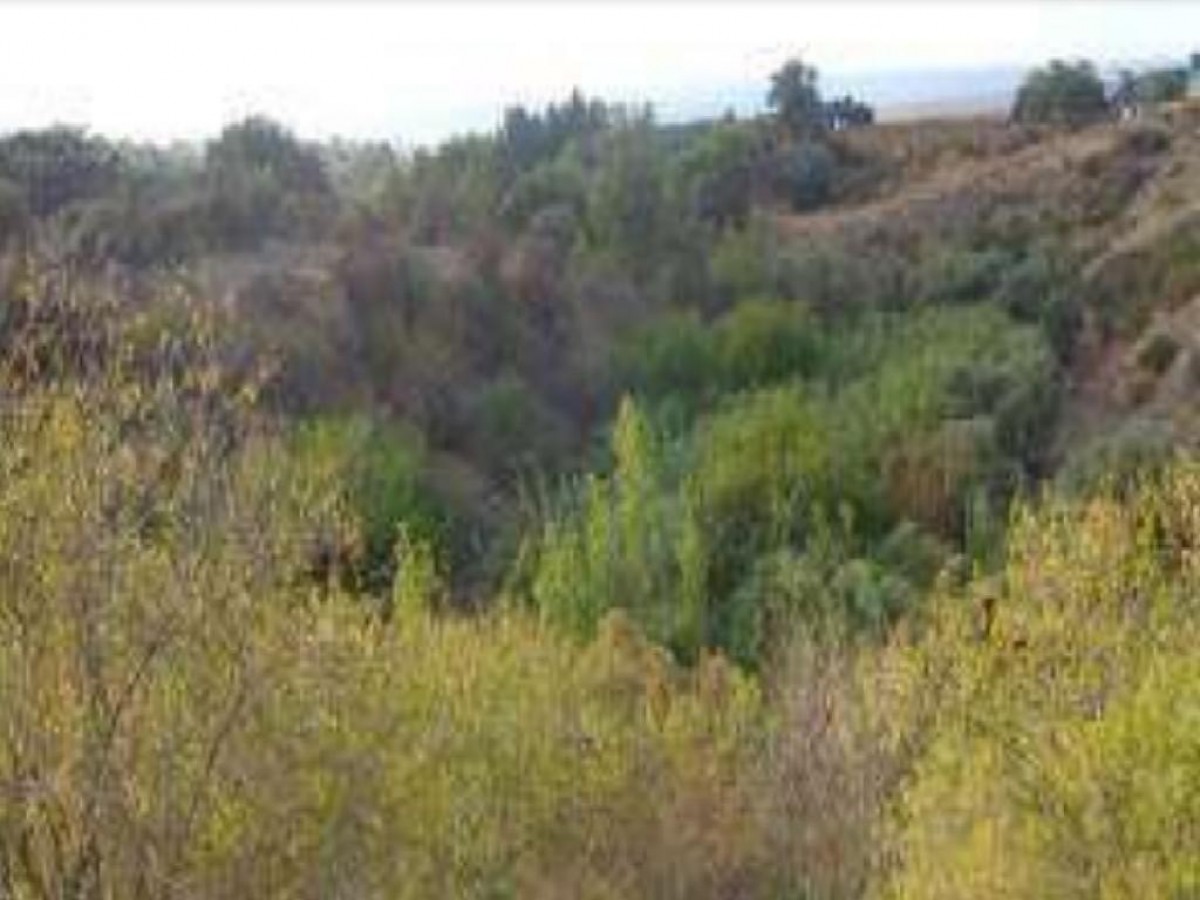 Field - Argaka, Paphos