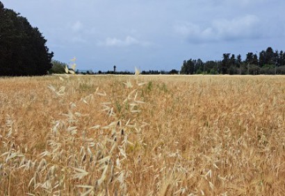 Geroskipou, Paphos Residential Land For Sale | DT1436