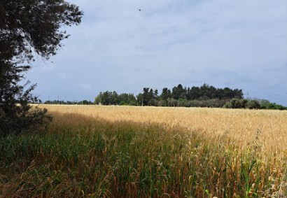 Geroskipou, Paphos Residential Land For Sale | DT1436