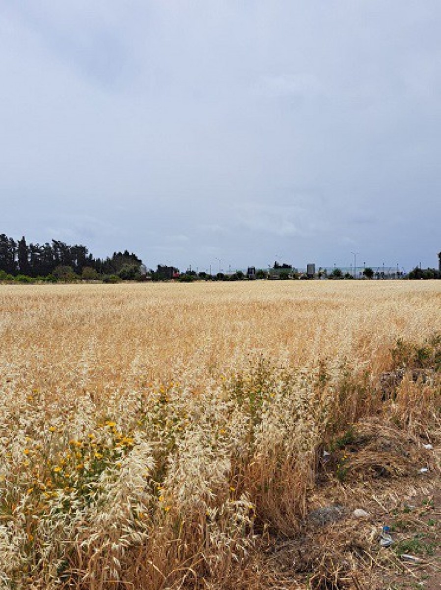 IMG-10264-10264-10