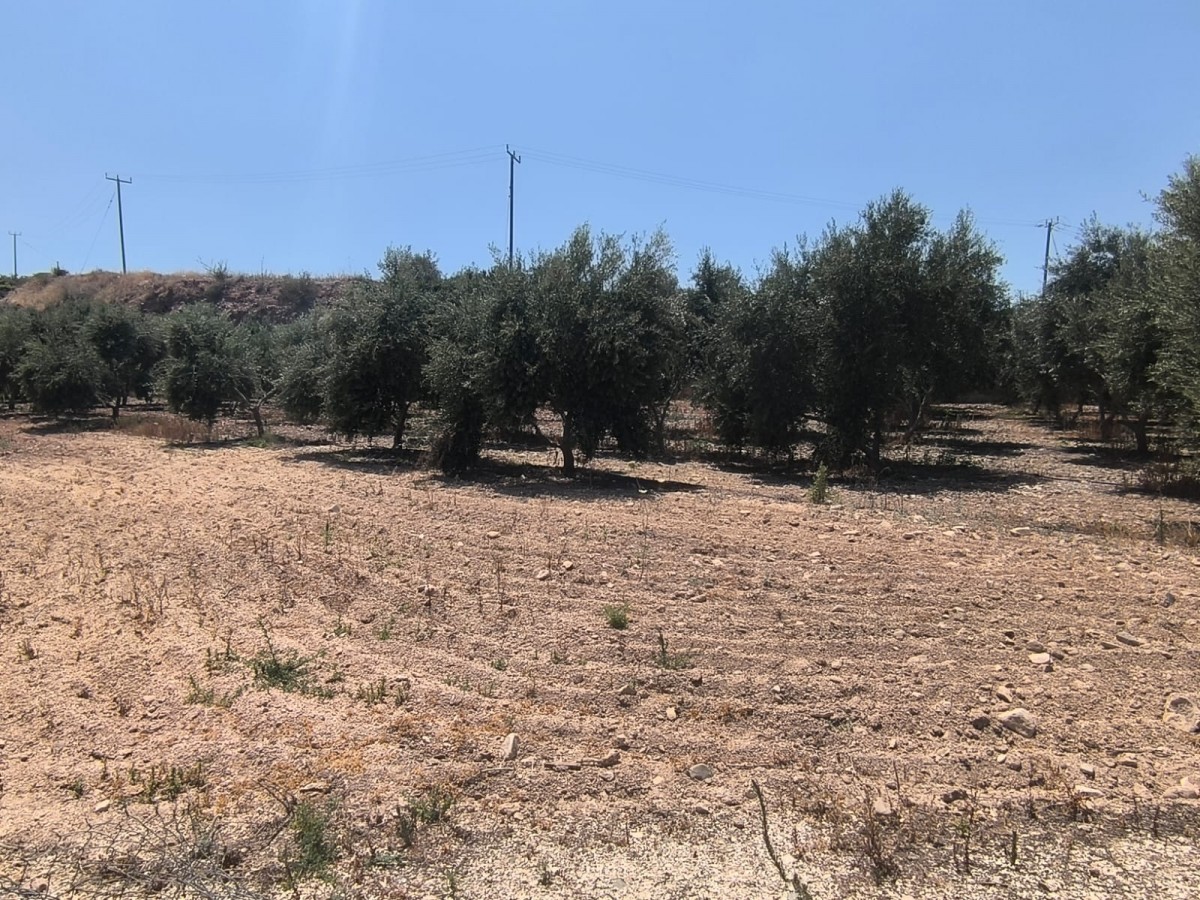 Agricultural Land For Sale  in  Prodromi