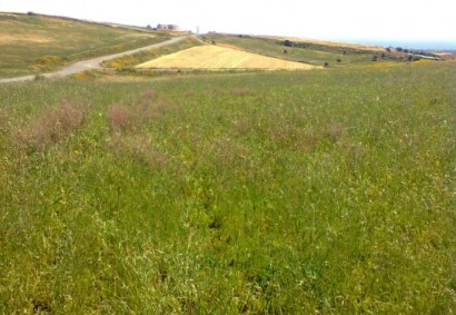 Anarita, Paphos Agricultural Land For Sale | DT2751