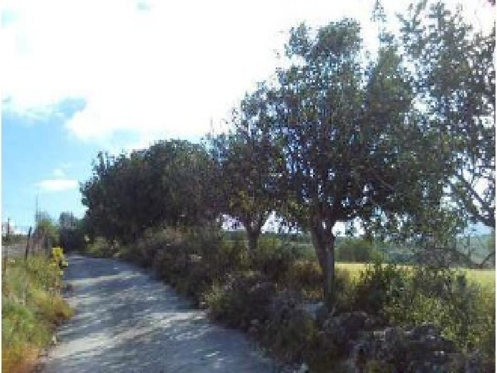 Thrinia, Paphos Agricultural Land For Sale | DT3917