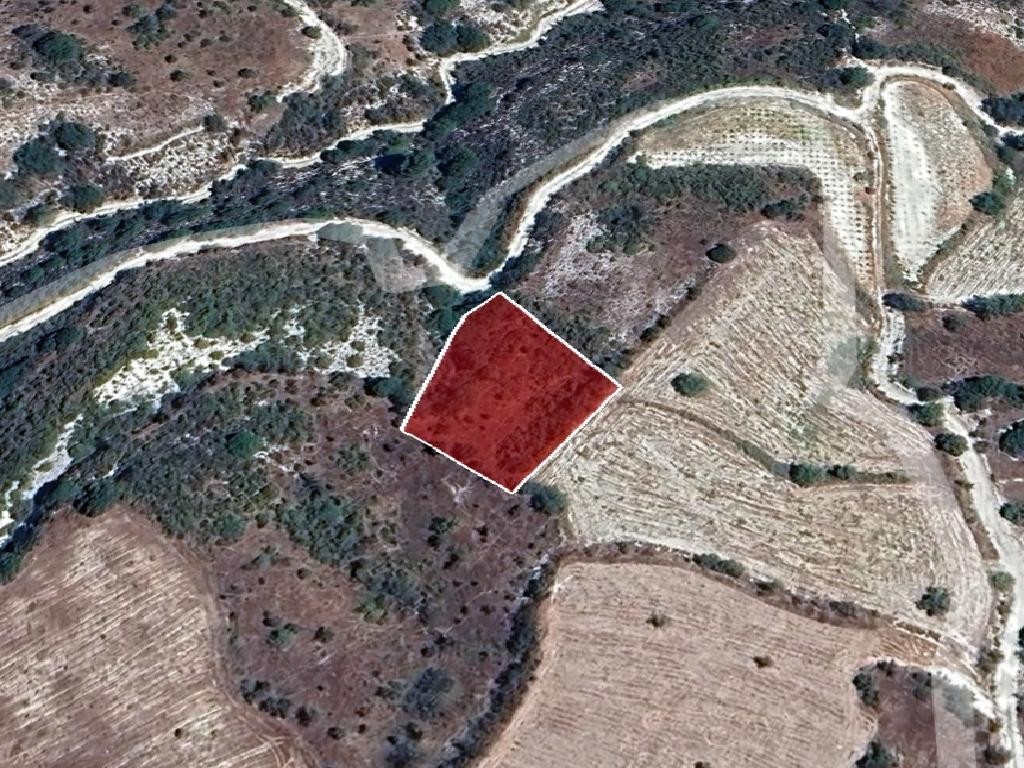 Field - Salamiou, Paphos