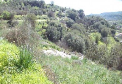 Letymbou, Paphos Agricultural Land For Sale | DT5199