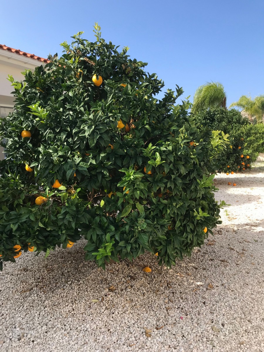 Detached Villa For Sale  in  Peyia