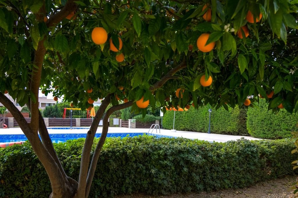 Ground Floor Apartment For Rent  in  Mandria