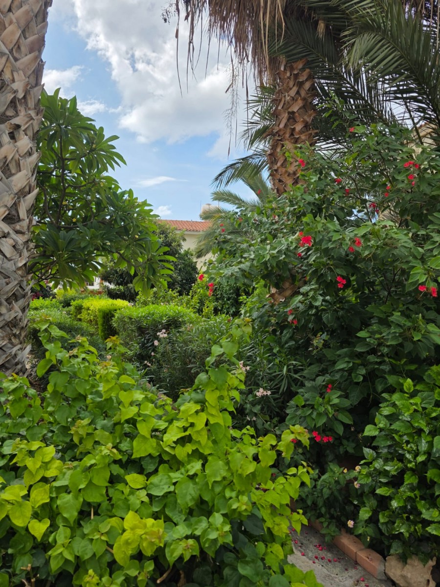 Detached Villa For Rent  in  Peyia