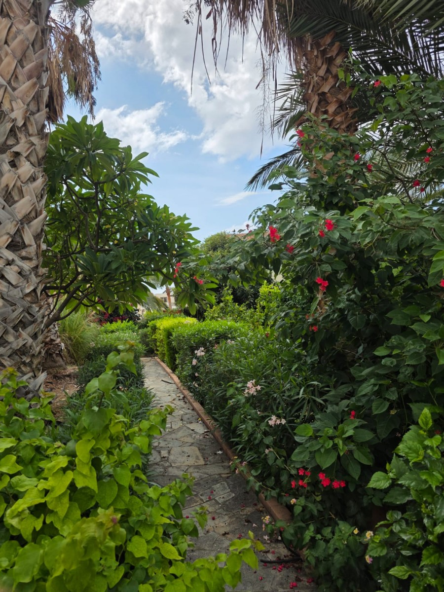 Detached Villa For Rent  in  Peyia